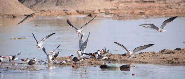 Indian schemers playing pranks in Dholpur Chambal..... view photos