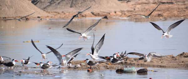 Indian schemers playing pranks in Dholpur Chambal..... view photos