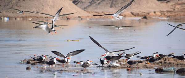 Indian schemers playing pranks in Dholpur Chambal..... view photos