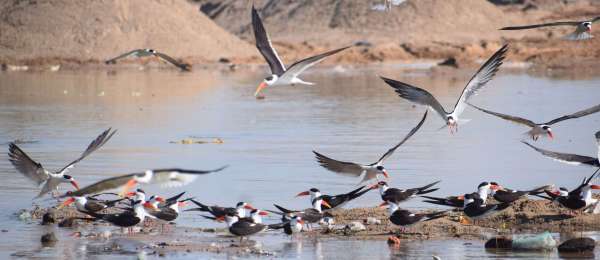 Indian schemers playing pranks in Dholpur Chambal..... view photos