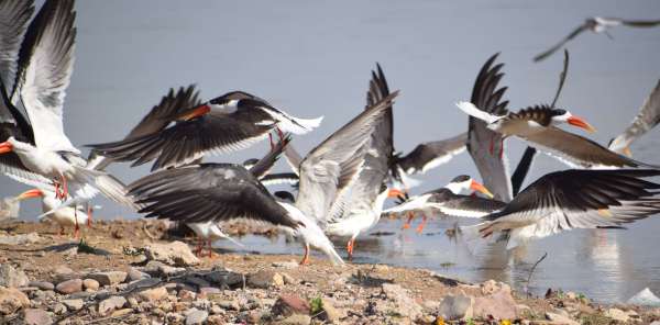 Indian schemers playing pranks in Dholpur Chambal..... view photos