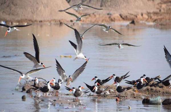 Indian schemers playing pranks in Dholpur Chambal..... view photos