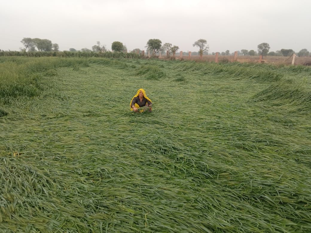 मावठ ने फेरा मंसूबों पर पानी, खलिहाल में भीगी सरसों खेत में पसरा गेहूं