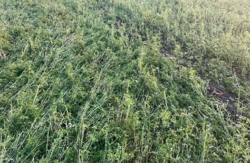 सम्भाग में सबसे कम खराबा कोटा जिले में हुआ