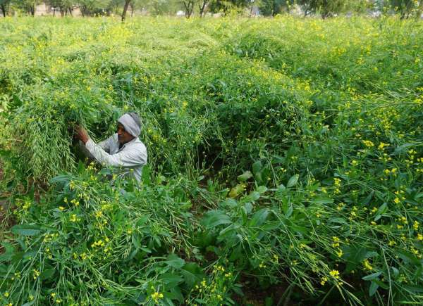 crop damaged due to rain