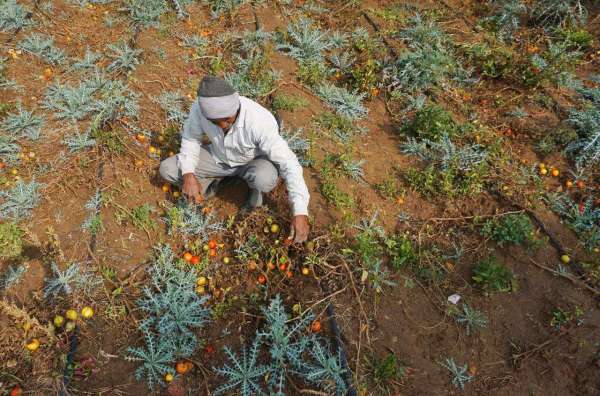 crop damaged due to rain