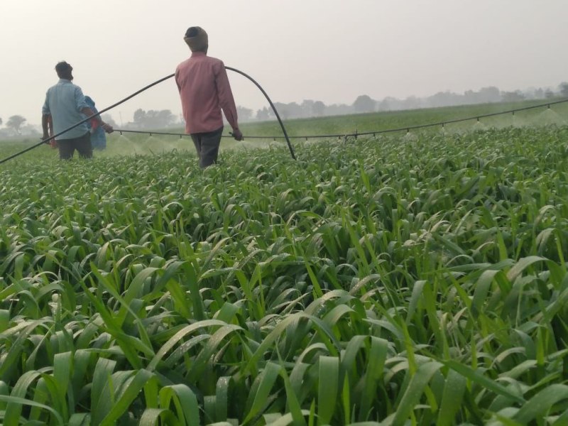 कुदरती सिंचाई व मौसम अनूकूल रहने से फसल में बढ़ेगी पैदावार