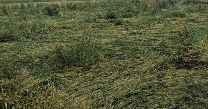 फसलों में हुआ नुकसान: अंधड़ के साथ बरसी आफत, खेतों में आड़ी पड़ी फसलें