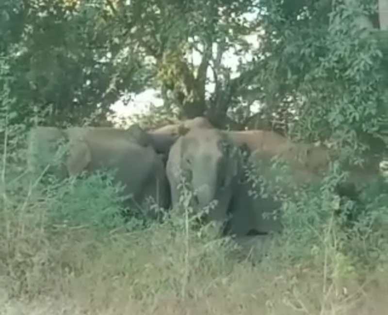 जंगल से भटककर शहर होते हुए गांव पहुंचा १७ जंगली हाथियों का दल