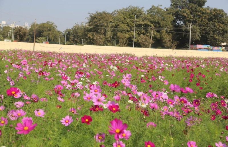 Ahmedabad : कश्मीर का अहसास कराएगी अहमदाबाद की फ्लावर वैली