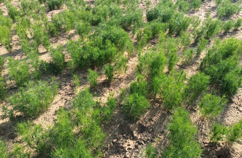 increase in Jeera cumin prices in jodhpur