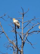 सतपुडा के जंगलों में पक्षियों की पहचान करेंगे देशभर के १२० विशेषज्ञ