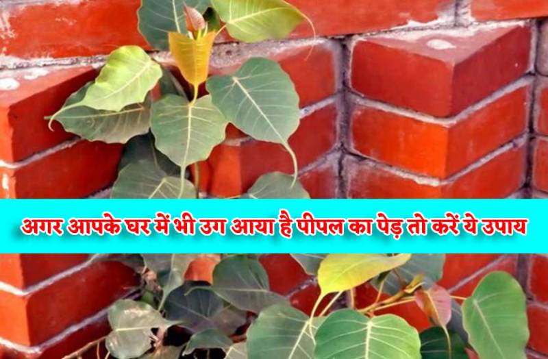 peepal_plant_has_grown_in_your_house.jpg