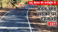 satna: भगवान राम की तपोभूमि सरभंगा में सड़कों पर घूम रहे बाघ