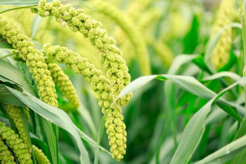 बाजरा और ज्वार के उत्पादन को प्रोत्साहन की जरूरत