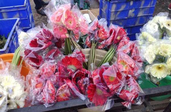 शहरभर में फलोरिस्ट शॉप्स के साथ ही अस्थाई फूल की दुकानों पर लाल गुलाब के साथ सफेद, पीला, गुलाबी आदि रंगों के गुलाब खासतौर पर मंगवाए गए हैं।