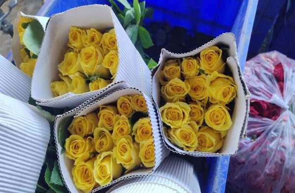 लव बड्र्स पहले दिन रोज डे से वैलेंटाइन वीक की शुरुआत करेंगे। रोज डे और प्रपोज डे को देखते हुए राजधानी जयपुर में पूना और बैंगलूरु से गुलाब मंगवाए गए हैं।