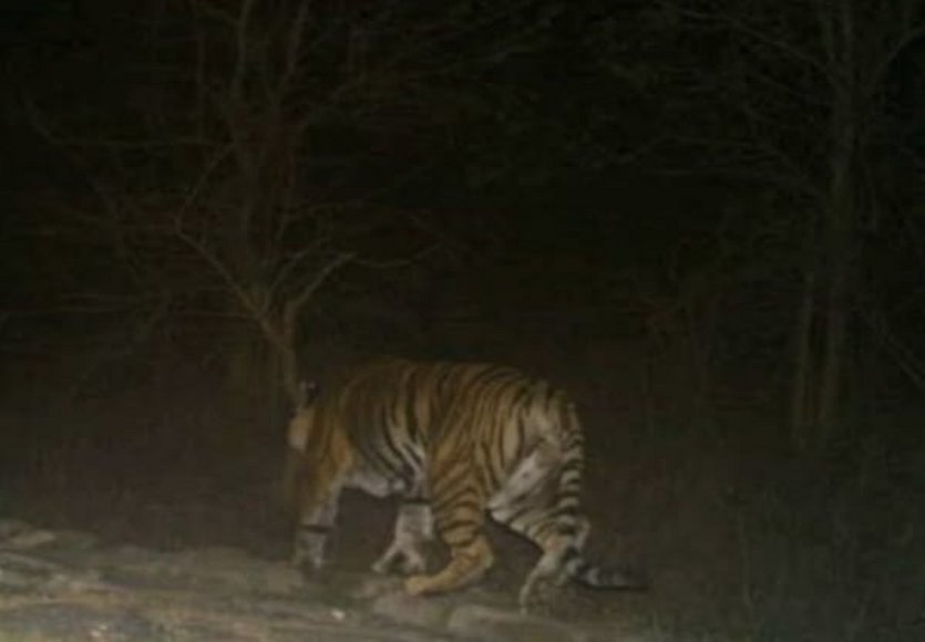 Tiger panic