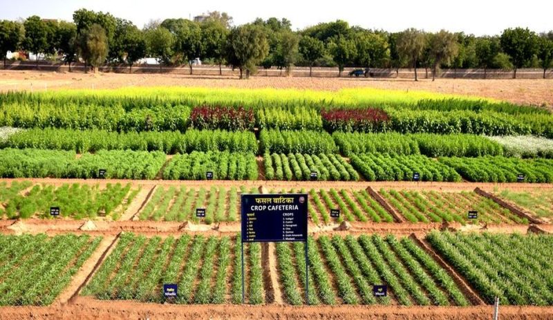 CAZRI CROP CAFETERIA: एक ही जगह 6 फसलों की 50 से ज्यादा वैरायटी