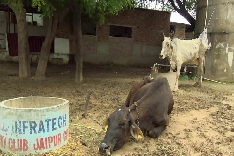 Rajasthan Budget 2023- पशुपालकों के लिए सरकार का बड़ा ऐलान, 20 लाख पशुपालकों के लिए मुख्यमंत्री कामधेनु बीमा योजना, खर्च होंगे 750 करोड़, कार्मिकों के हाथ लगी निराशा