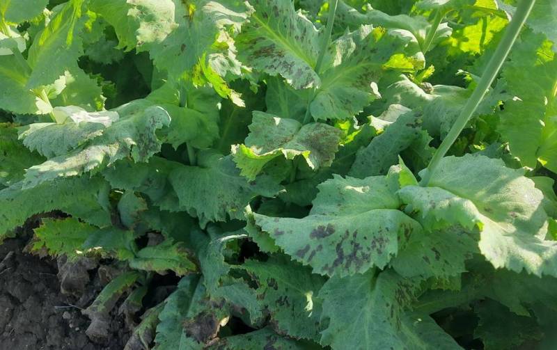 मौसम में उतार-चढ़ाव: काले सोने पर छाया रोगों का साया