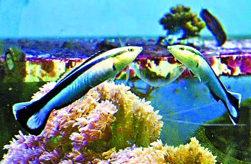 खुद को शीशे या फोटो में देख पहचान लेती है 'Cleaner' wrasse fish