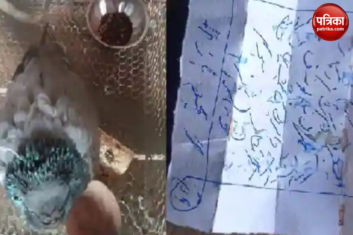 pigeon arrived bloodstained letter