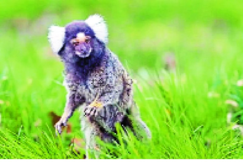 विदेशी पालतू जानवरों का व्यापार जारी