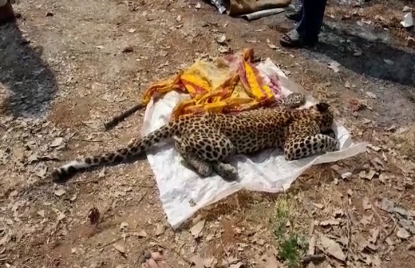 तेंदुए के शावक का शव