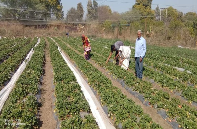 अब रावतभाटा में भी फैली स्ट्राबेरी की महक