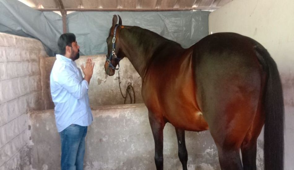 DILBAG MARWARI HORSE---सलमान सहित देश की कई हस्तियां खरीदना चाहती थी दिलबाग को, लेकिन मालिक ने नहीं बेचा