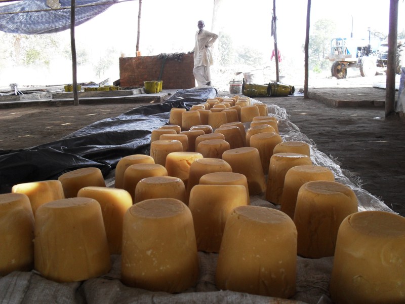 Farmers work for jaggery production
