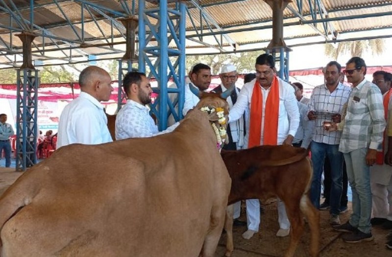 नहालखेड़ा की साहिवाल गाय को मिला 51 हजार का इनाम