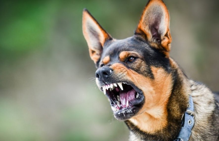 Dog bite in Ambikapur