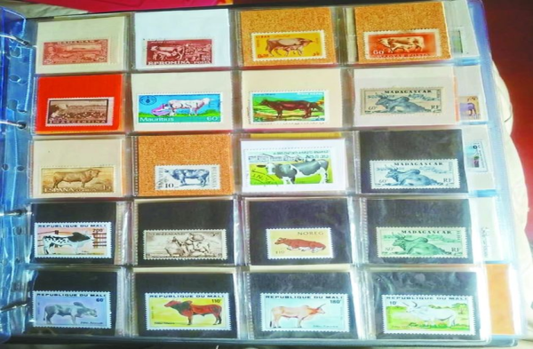 Patrika Photo Gallery:  समर्पण भाव: रवि के एक इशारे पर दौड़ी चली आती हैं गायें