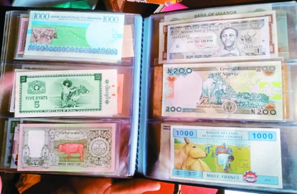 Patrika Photo Gallery:  समर्पण भाव: रवि के एक इशारे पर दौड़ी चली आती हैं गायें