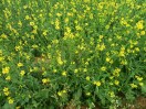 Mildew disease in mustard crop, production will decrease by 50 percent