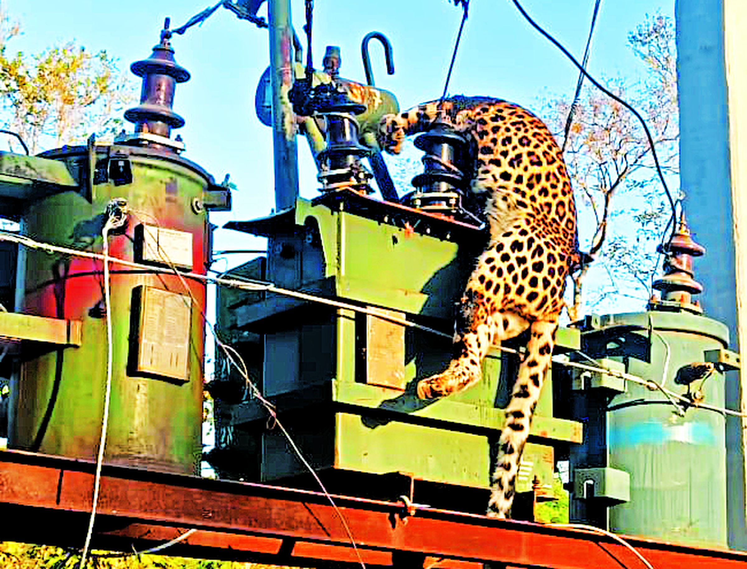 Panther jumps on transformer in search of prey, dies of electrocution