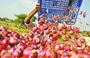 विदेश में ‘सोने’ के भाव मिल रहा प्याज! भारत में कौड़ी के दाम