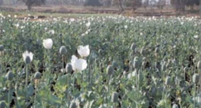 BREAKING...अफीम खेत की फसल के पके डोडे काटकर चोरी कर ले गए अज्ञात बदमाश