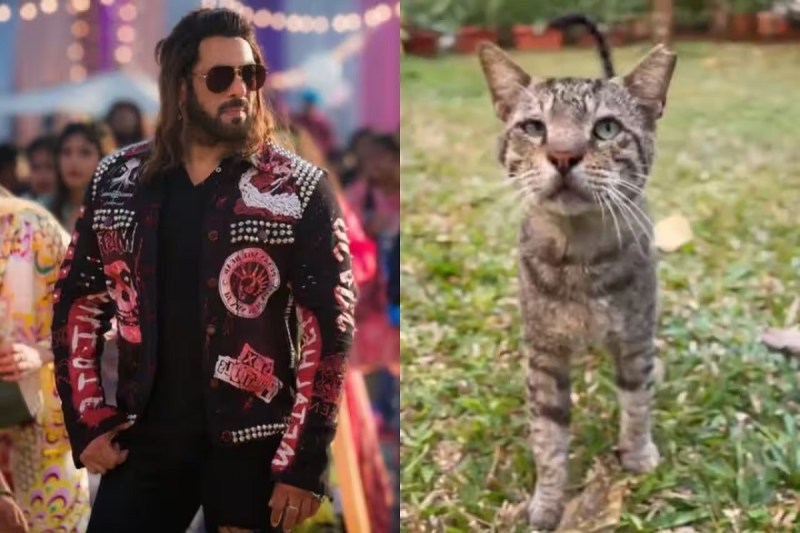 Salman Khan shares new song teaser ‘Billi Billi’ from 'Kisi Ka Bhai Kisi Ki Jaan' with funny video