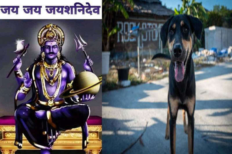 black street dog india upay