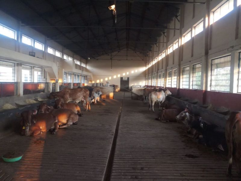 stress of cows running away the music of flute and bhajan in bhilwara