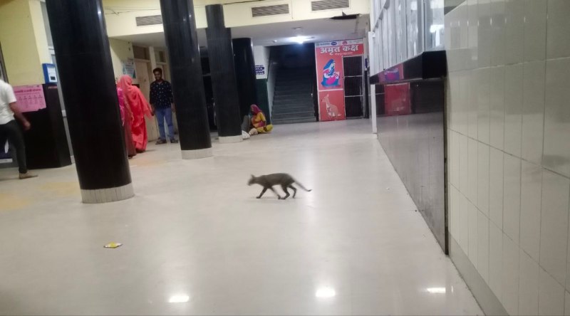 अस्पतालों में श्वानों से ही नहीं बिल्लियों से बढ़ रहा बच्चों को खतरा