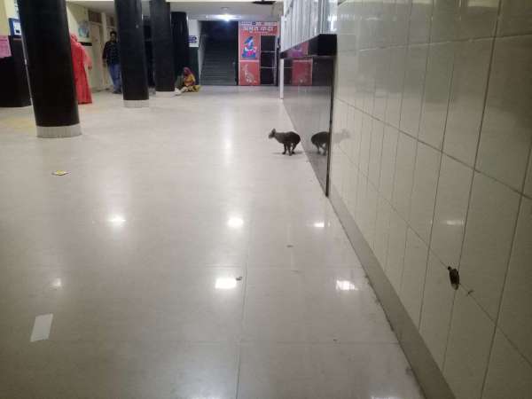 बच्चों के लिए खतरा, अस्पताल में रात में घूम रही बिल्ली