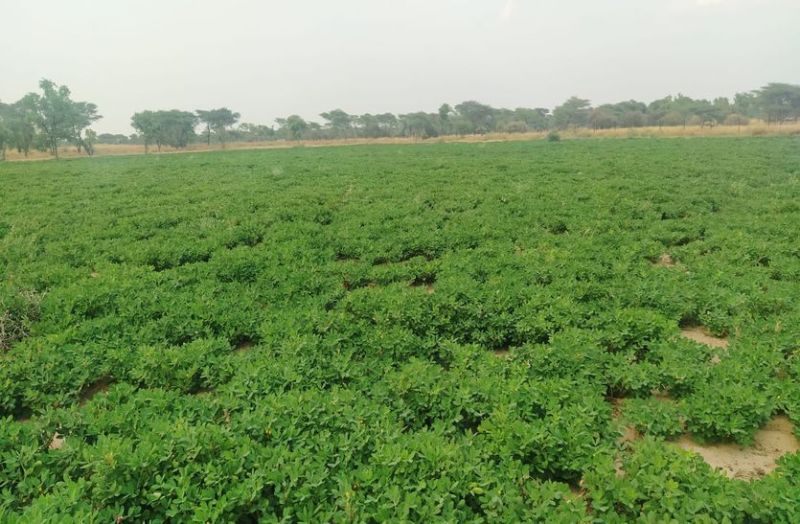 किसान को मूंगफली करेगी निहाल, भरपूर तेल वाली यह नई किस्म गिरनार