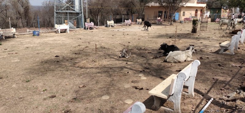 रतनगढ़ माता मंदिर परिसर में अनदेखी