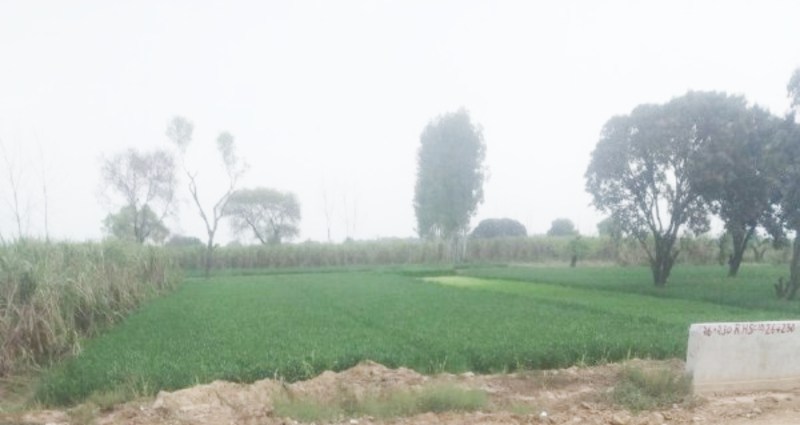 Weather Update: दिन के साथ रात का तापमान चढ़ा, गेंहू की फसल पर दिख रहा मौसम का असर