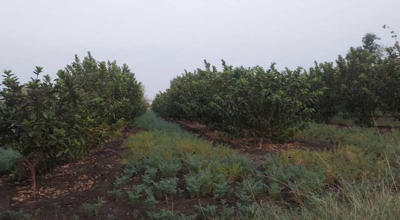 मिश्रित खेती से दोहरा लाभ, बगीचों की तरफ बढ़ रहा रुझान