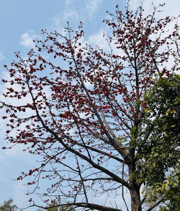 Palash Harshaya Man is attracting people towards himself